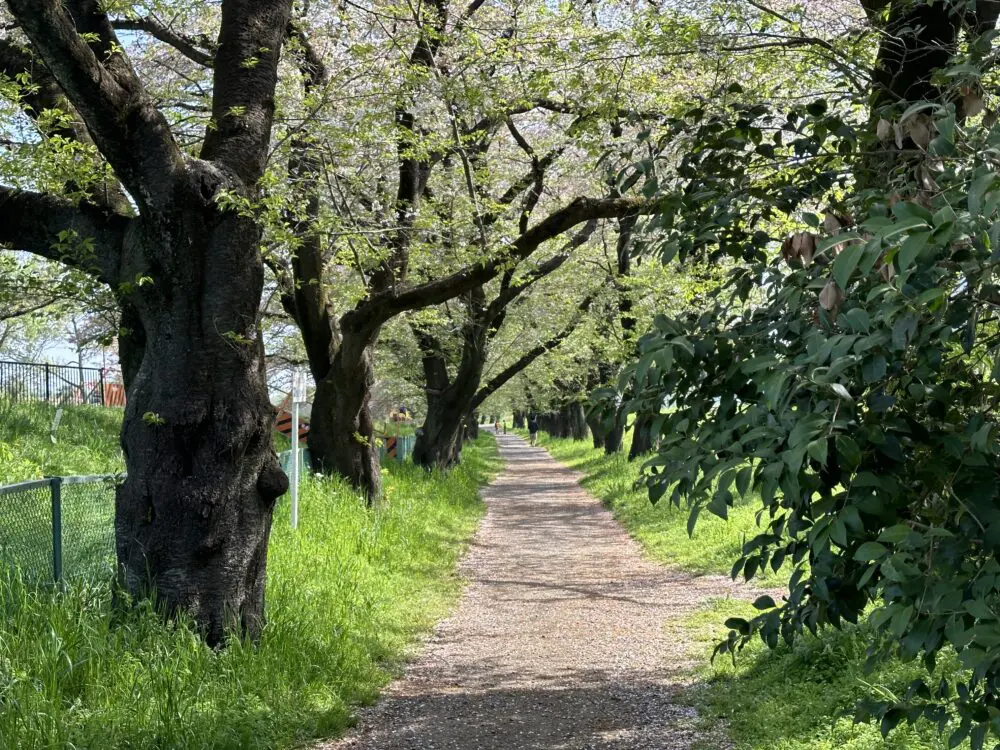 清瀬10景】柳瀬川とさくら並木:美しい自然と散歩スポット 清瀬10景】柳瀬川とさくら並木:美しい自然と散歩スポット