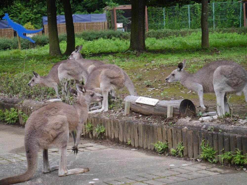 カンガルーコーナー