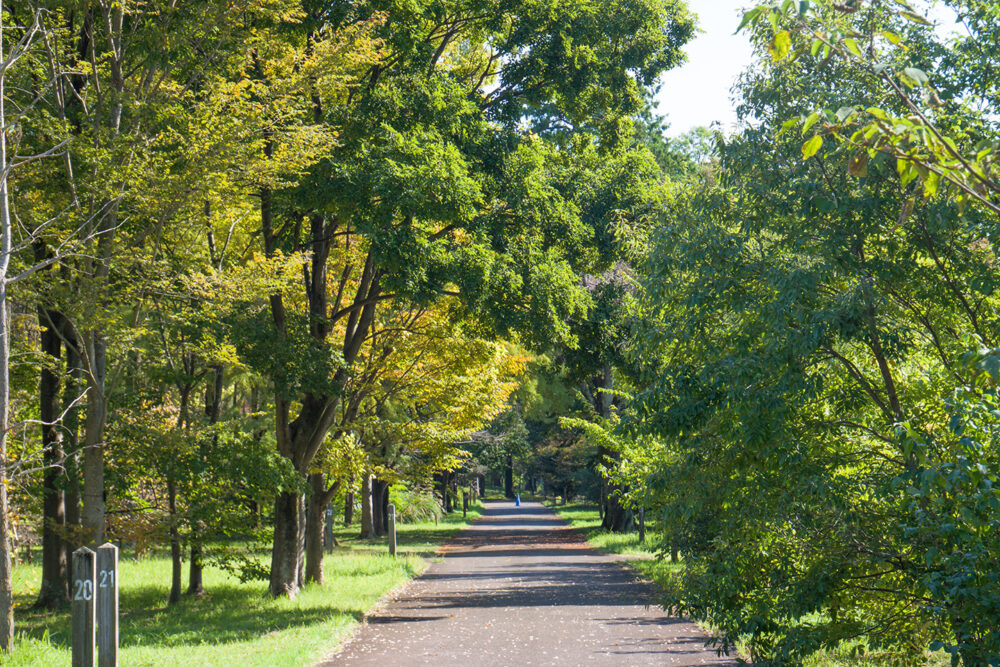 武蔵野公園の雑木林