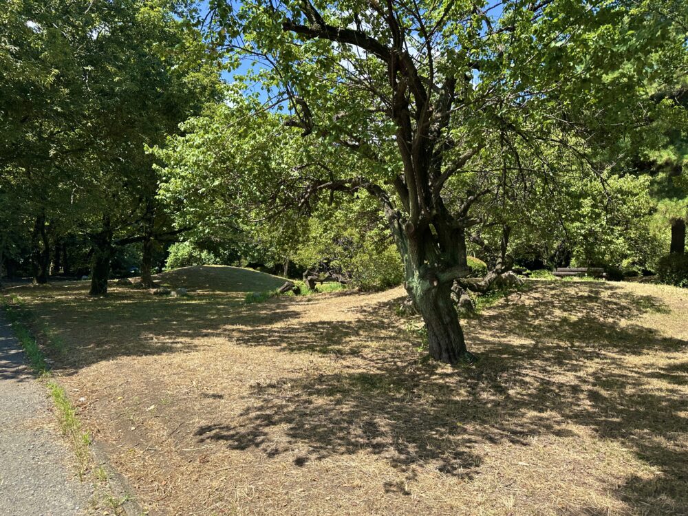 滝の城址公園の遊歩道横の景色