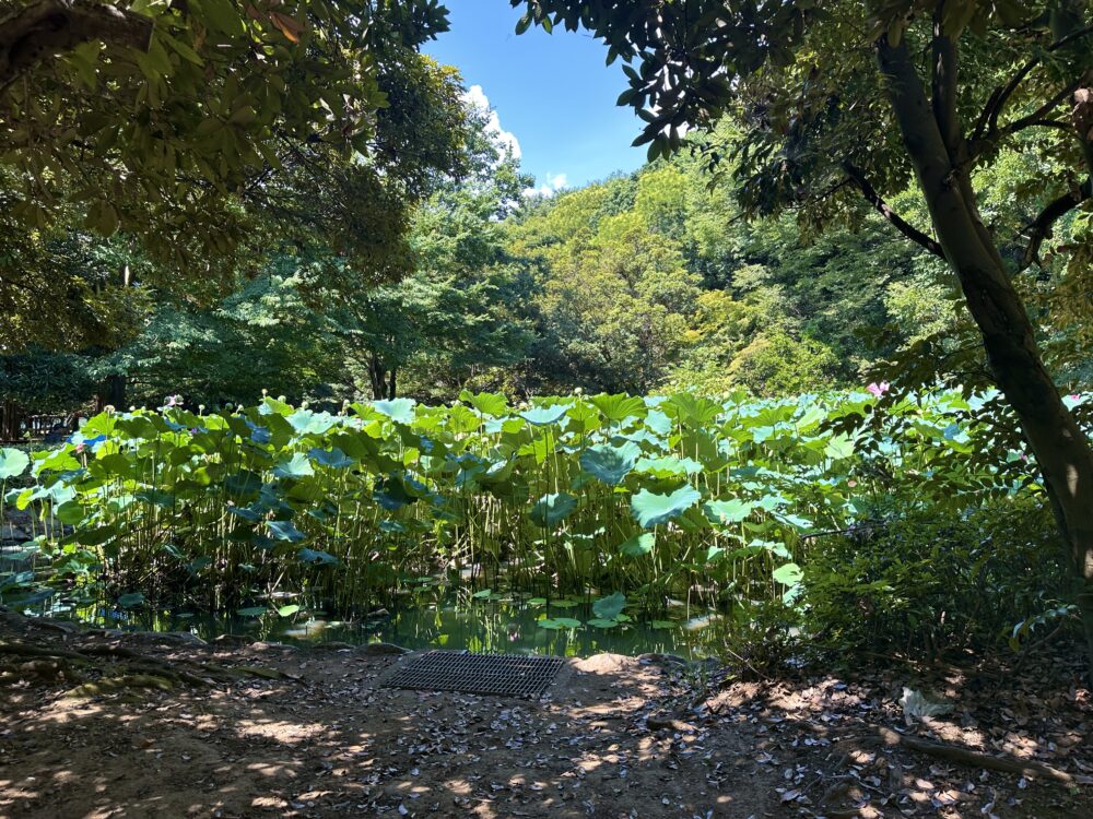 滝の城址公園の蓮池