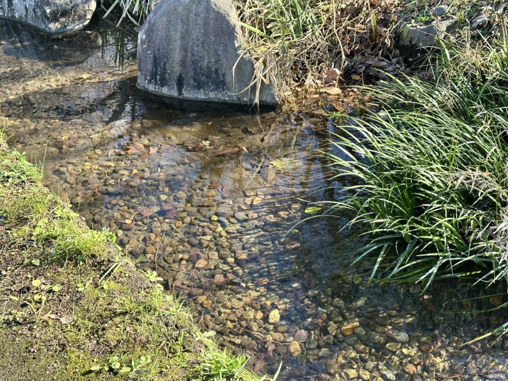 せせらぎ公園の澄んだ水