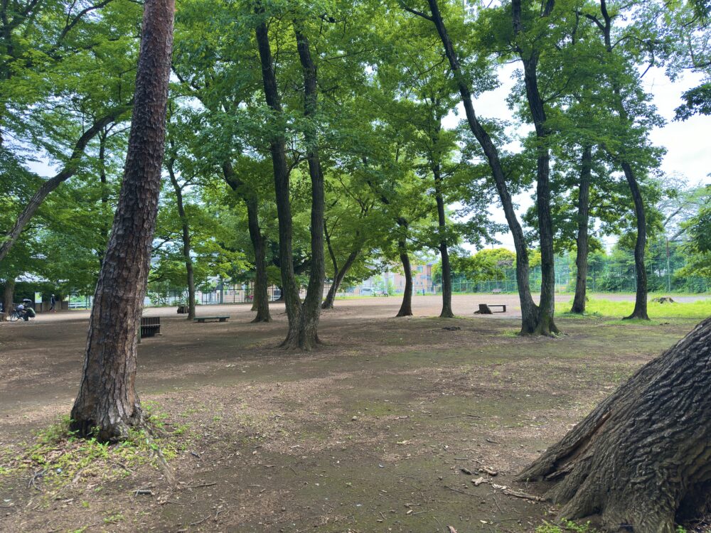 竹丘公園に広がる木々